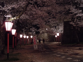 02 鶴山公園　夜桜　表鉄門付近１.jpg