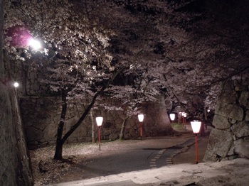 03 鶴山公園　夜桜　表鉄門付近２.JPG
