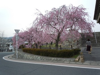 04 津山文化センター前八重咲き枝垂れ桜.JPG