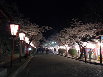 04 鶴山公園　夜桜　表門前通路.JPG