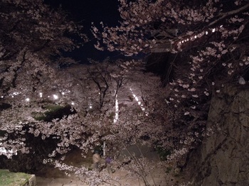 08 鶴山公園　夜桜　辰己櫓から見た備中櫓.JPG