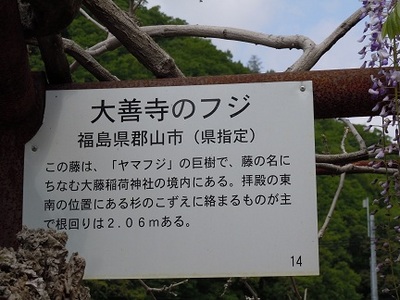 09 和気町　藤公園（福井・大善寺の藤）１.JPG