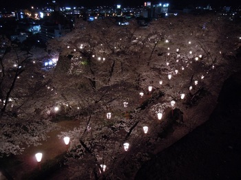 09 鶴山公園　夜桜　本丸から見た二ノ丸.JPG