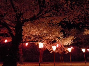 09 鶴山公園　夜桜　表門入ってすぐ.jpg