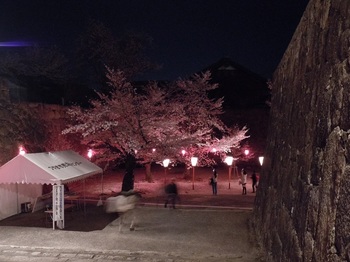 10 鶴山公園　夜桜　三ノ丸への階段から.jpg