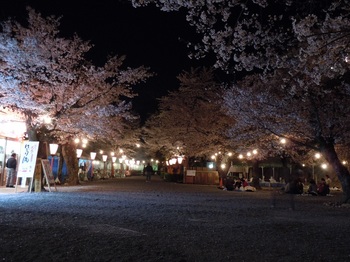11 鶴山公園　夜桜　三ノ丸.jpg