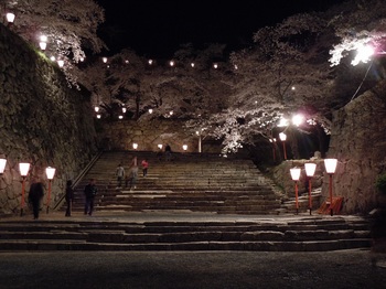 12 鶴山公園　夜桜　三ノ丸から二ノ丸への階段１.JPG