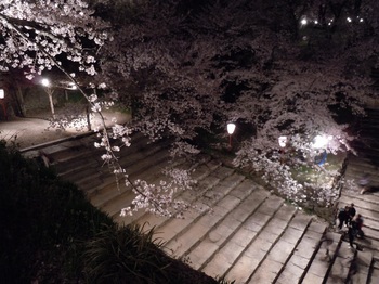 15 鶴山公園　夜桜　二ノ丸から見た三ノ丸からの階段.JPG