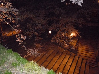 16 鶴山公園　夜桜.JPG