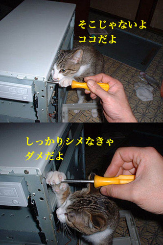エンジニア猫.jpg